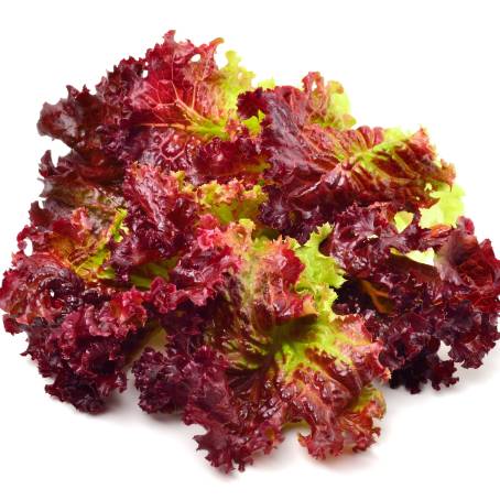 Lettuce Love A Colorful Display of Red and Green Varieties