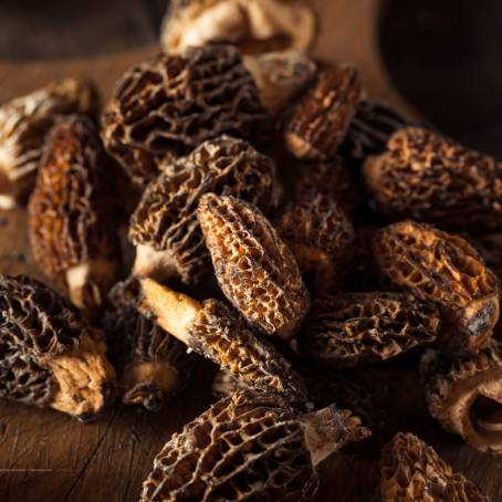 Morel Mushrooms Fresh from the Forest