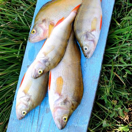 Striped River Perch Natures Striking Aquatic Design