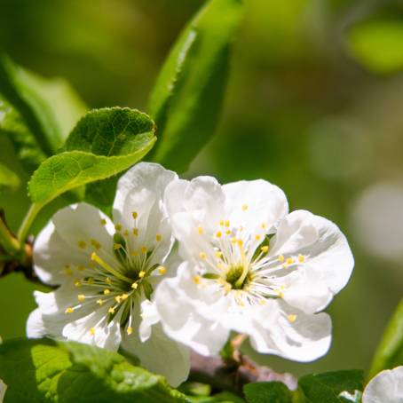 Spring Blossoms An Abstract Floral Delight