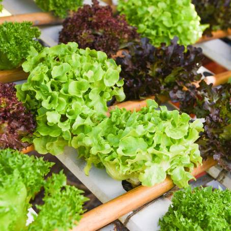 Vibrant Harvest Red and Green Lettuce in the Garden