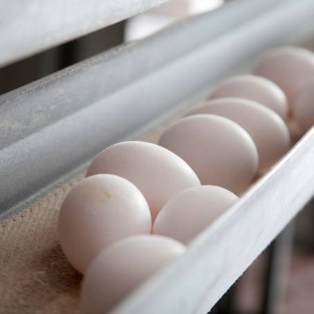 Packaging Process Fresh Eggs on Conveyor Belts