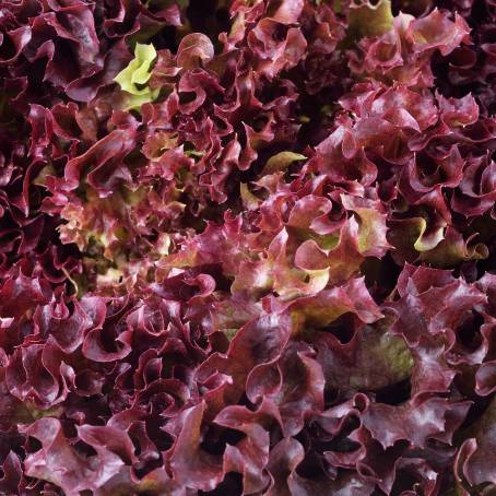 Leafy Treasures A Garden of Red and Green Lettuce