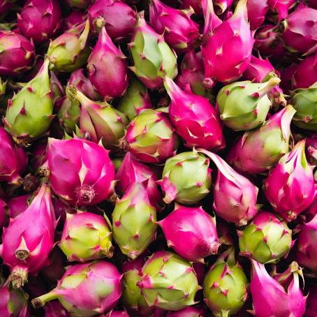 Exotic Delights Fresh Dragon Fruit at the Market