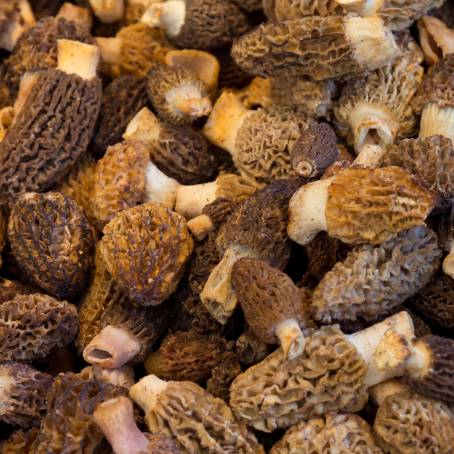 Morel Mushrooms Natures Edible Wonders