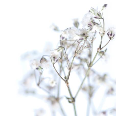 Epoxy Art Gypsophila Leaf Shadows