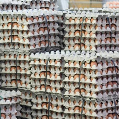 From Farm to Market Egg Packaging on the Conveyor