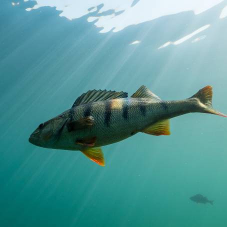 Striped River Perch Open Fins and Vibrant Patterns