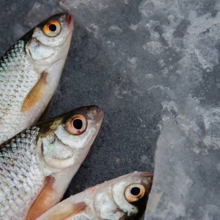 Ocean Freshness Seafood and Fish Market Display