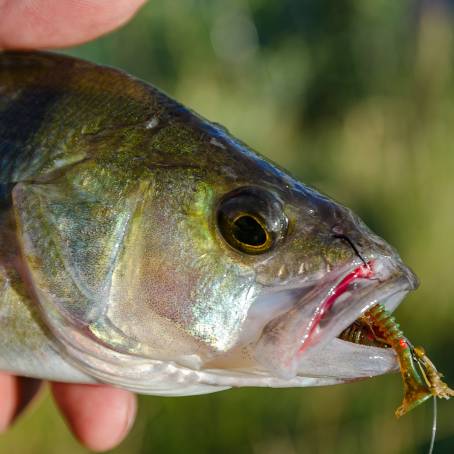 Striped River Perch Natures Vibrant Palette