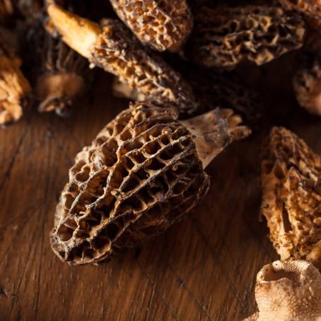 Morel Mushrooms Elevate Your Cooking Game