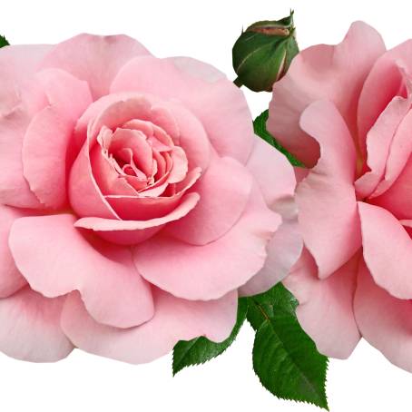 Romantic Floral Display White and Pink Roses