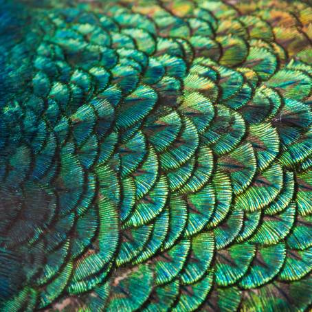 The Artistry of a Peacock Feather Isolated Elegance