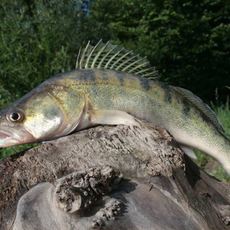 Striped River Perch A Study in Aquatic Grace