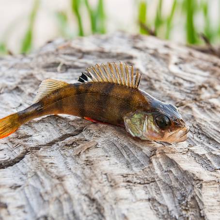 The Striped River Perch A Showcase of Natures Art