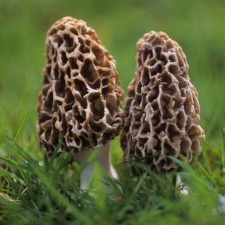 The Allure of Raw Morel Mushrooms