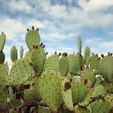 Exploring the Macro World of Prickly Pear Cactus