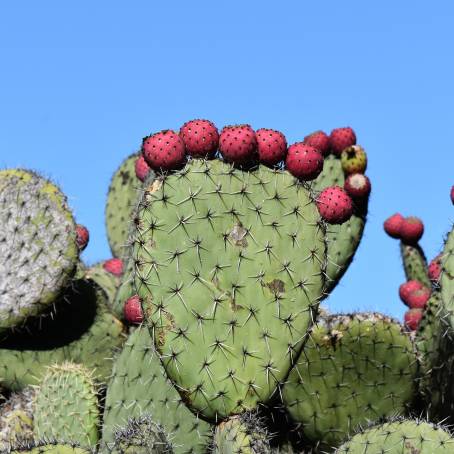 Desert Beauty Macro Shot of Prickly Pear Cactus