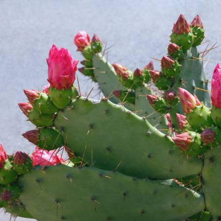 The Beauty of a Prickly Pear Cactus in Tenerife