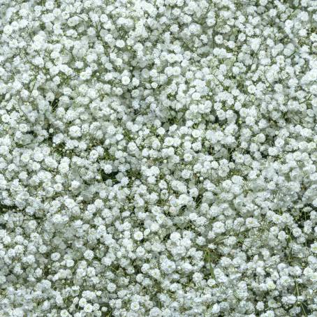 Artistic Epoxy Gypsophila Leaf Shadows in Resin