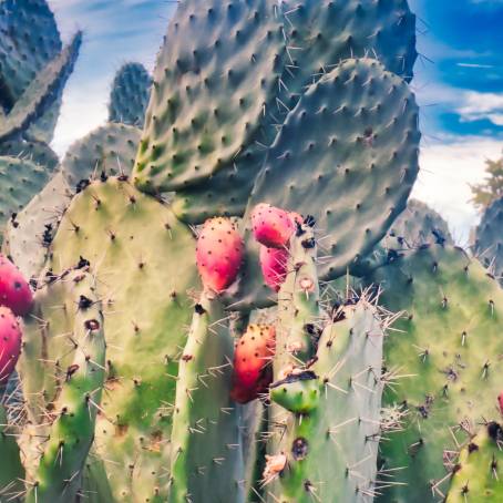 Macro Marvels Prickly Pear Cactus in Tenerife