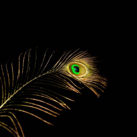 Captivating Peacock Feather Natures Artistry Revealed