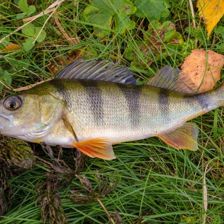 Striped River Perch Natures Vibrant Underwater Gem