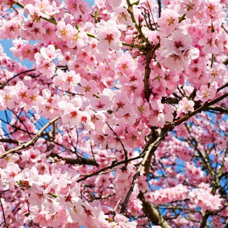 Blossoms of London CloseUp Cherry Delight