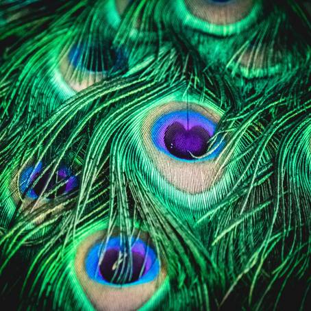 Peacock Feather Elegance Isolated in All Its Glory