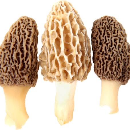 The Fascinating World of Morel Mushrooms