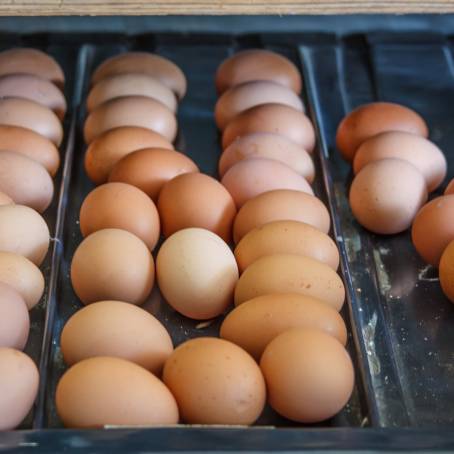 Conveyor to Consumer Efficient Egg Packaging