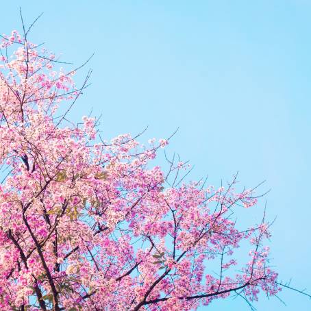 Blossoms in the Park CloseUp of Cherry Trees