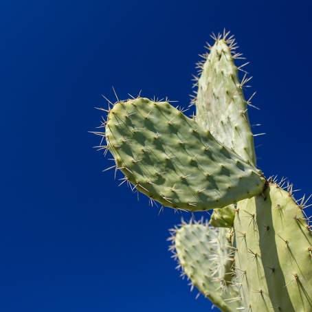 CloseUp Wonders of the Prickly Pear Cactus in Tenerife