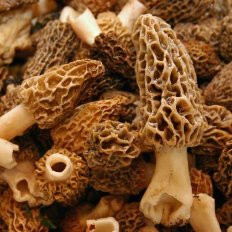 The Unique Beauty of Morel Mushrooms