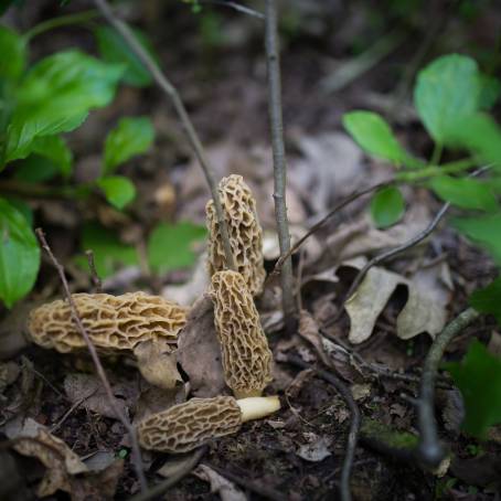 Raw Morel Mushrooms Natures Culinary Gift