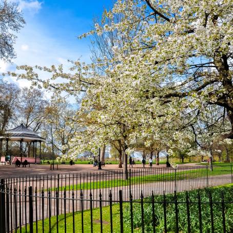 Capturing London Cherry Blossoms A CloseUp Perspective