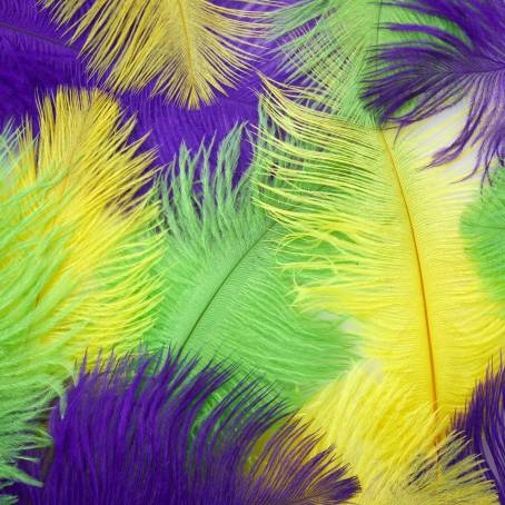 CloseUp Wonder The Magic of Colorful Feathers