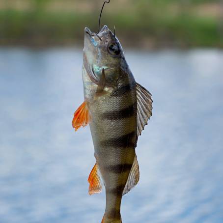 Vivid Striped River Perch Natures Colorful Display