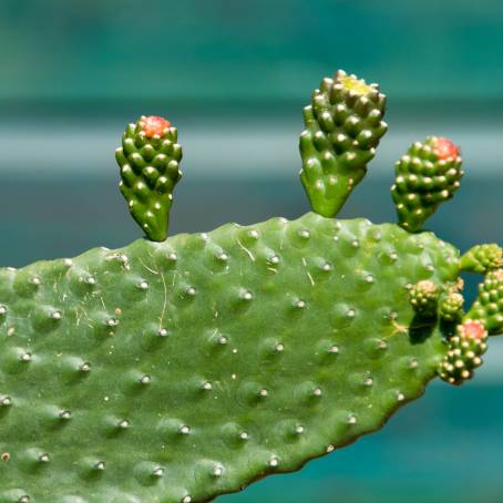 Capturing the Essence of Prickly Pear Cactus in Tenerife