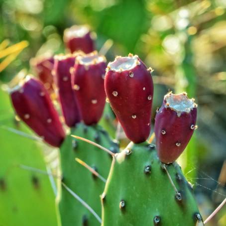 Prickly Pear Cactus A CloseUp Journey in Tenerife