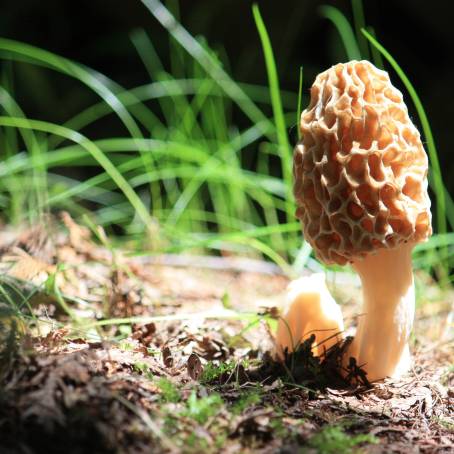 Morel Mushrooms A Natural Culinary Gem