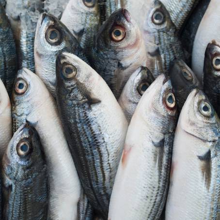 The Oceans Harvest An Exquisite Seafood Display