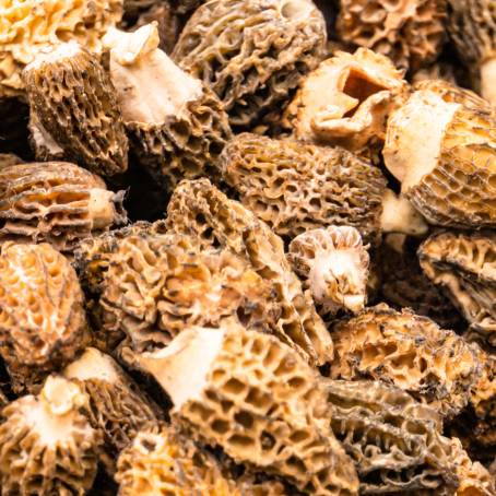 Morel Mushrooms A Gourmets Favorite