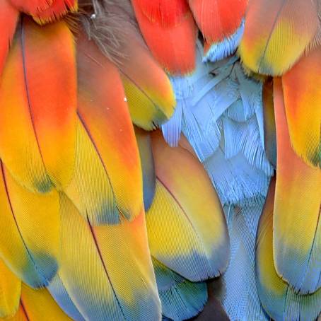 Vivid Feathers A Macro View of Colorful Beauty