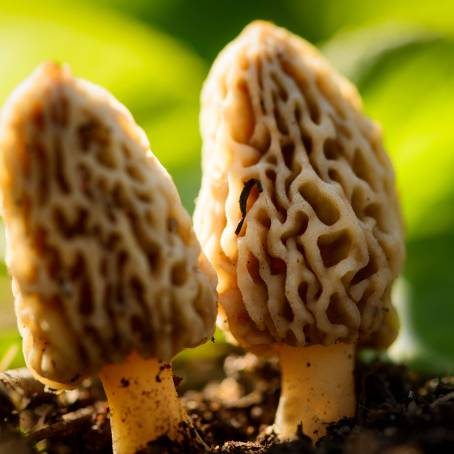 Morel Mushrooms The Essence of Natural Cooking