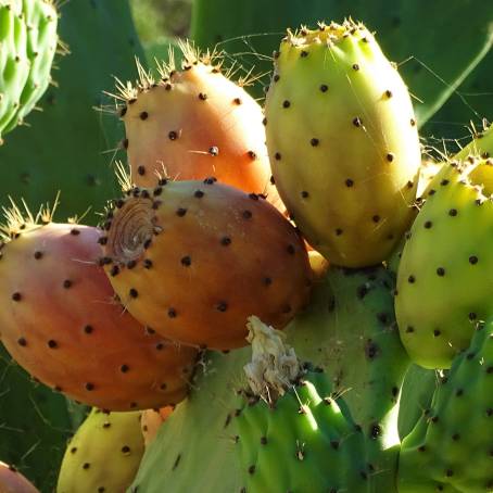 Cactus Wonders A Macro Shot of Prickly Pear in Tenerife