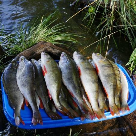 Aquatic Elegance Striped River Perch with Open Fins