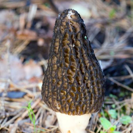 The Art of Cooking with Morel Mushrooms