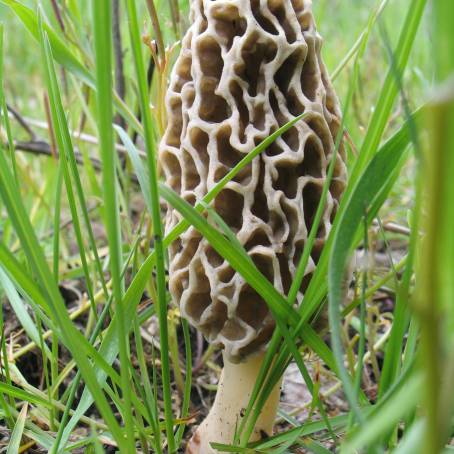 Raw Morel Mushrooms Natures Flavorful Gems