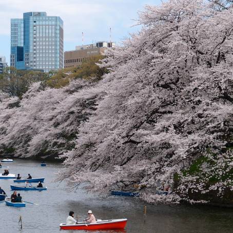 London Cherry Blossoms A CloseUp Floral Delight